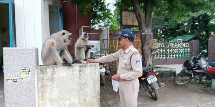 *दिल की बात सुने दिल वाला* यातायात कर्मी ए.एस.आई ने भूखे लंगूर की जानी दिल की बात