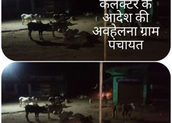 पाली और सनकुई की सड़कों पर मवेशियों के डेरा,जिम्मेदार बेपरवाह  कलेक्टर के आदेश को भी नहीं मान रहे पंचायत के जिम्मेदार,सड़कों पर आए दिन हो रही दुर्घटनाएं