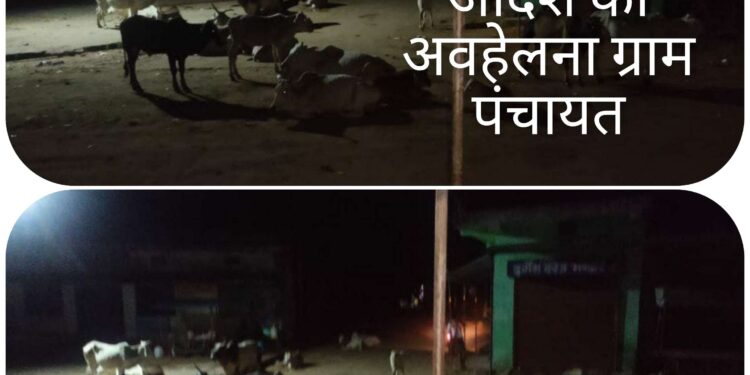 पाली और सनकुई की सड़कों पर मवेशियों के डेरा,जिम्मेदार बेपरवाह  कलेक्टर के आदेश को भी नहीं मान रहे पंचायत के जिम्मेदार,सड़कों पर आए दिन हो रही दुर्घटनाएं
