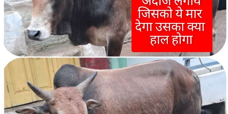 कटनी नगर निगम प्रशासन मुख्यमंत्री,कलेक्टर की आदेश की धज्जीयां उड़ा रहा