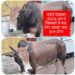 कटनी नगर निगम प्रशासन मुख्यमंत्री,कलेक्टर की आदेश की धज्जीयां उड़ा रहा