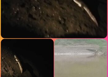 ढीमरखेड़ा नदी से निकलते एवं रात के समय ग्राम में मगरमच्छों को घूमते हुए देखा गया देखे VIDEO