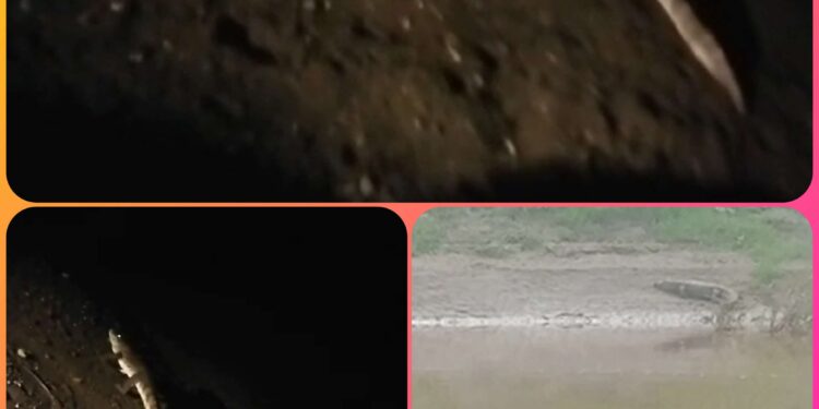ढीमरखेड़ा नदी से निकलते एवं रात के समय ग्राम में मगरमच्छों को घूमते हुए देखा गया देखे VIDEO