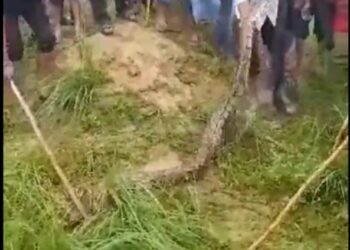 गाय को जिंदा निगल गया 16 फीट लंबा अजगर देखे VIDEO