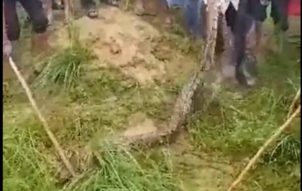 गाय को जिंदा निगल गया 16 फीट लंबा अजगर देखे VIDEO