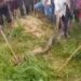 गाय को जिंदा निगल गया 16 फीट लंबा अजगर देखे VIDEO
