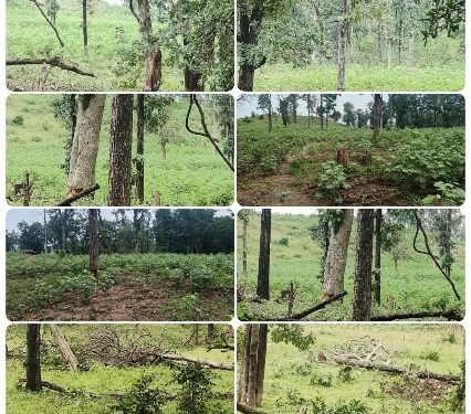 *वन विभाग सोया कुंभकर्ण नींद*  *पेड़ों की हो रही अंधाधुंध कटाई*