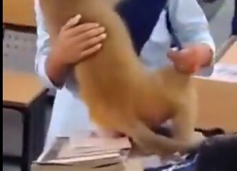 वीडियो हो रहा वायरलक्लासरूम में घुसा शरारती बंदर, छात्रा को गले लगाया देखे