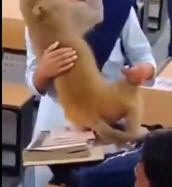 वीडियो हो रहा वायरलक्लासरूम में घुसा शरारती बंदर, छात्रा को गले लगाया देखे