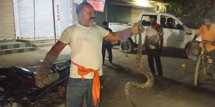 *सड़क पार कर डिवाइड में बैठे अजगर का सतीश ने किया रेस्क्यू* VIDEO