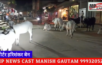 रीठी में मेन बाजार में आवारा मवेशियों का डेरा,,शासन के आदेशों की नहीं है परवाह,,, मुख्यम॔त्री के आदेशों की धज्जीया उढ़ा रहे