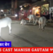 रीठी में मेन बाजार में आवारा मवेशियों का डेरा,,शासन के आदेशों की नहीं है परवाह,,, मुख्यम॔त्री के आदेशों की धज्जीया उढ़ा रहे
