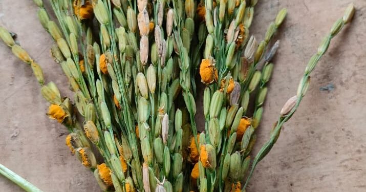 धान की फसलों में बढ़ रहा पीले रंग का फफूंद जनित रोग,किसान परेशान  एसएडीओ ने कहा- खेतों में न भरे पानी, यूरिया का छिड़काव भी न करें,हवा में तेजी से फैलता हैं यह रोग