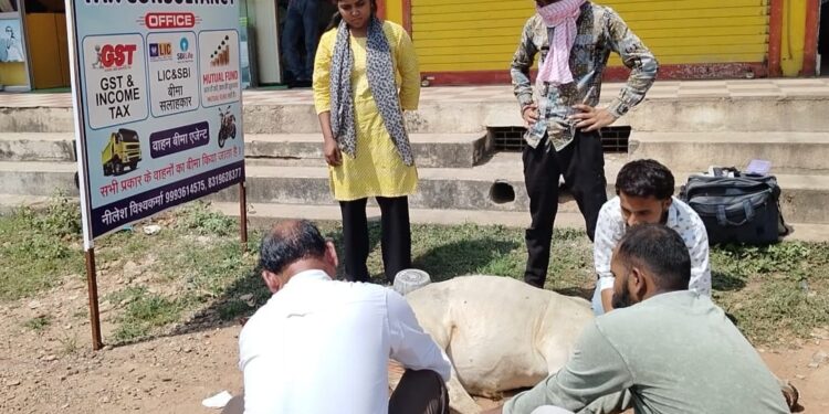 समाज सेविका की सेवा भावना देखे VIDEO