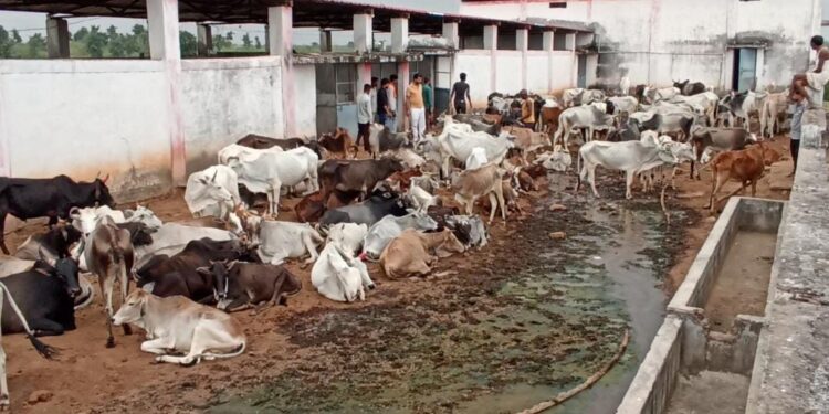 भूख-प्यास से आधा दर्जन से अधिक गौवंश की हुई मौत,,,
