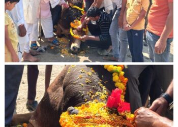 ग्राम कोलवा नंदी बैल का विधि-विधान से किया अंतिम संस्कार..।  नंदी बैल को देवता के रूप में ग्रामीणों ने दी मान्यता