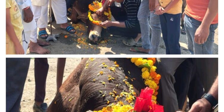 ग्राम कोलवा नंदी बैल का विधि-विधान से किया अंतिम संस्कार..।  नंदी बैल को देवता के रूप में ग्रामीणों ने दी मान्यता