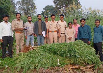 *मक्के,ज्वार, तुअर के खेती की आड़ में गांजे की खेती, पुलिस ने आरोपी को किया गिरफ्तार*