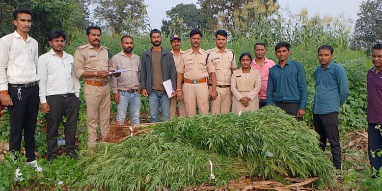 *मक्के,ज्वार, तुअर के खेती की आड़ में गांजे की खेती, पुलिस ने आरोपी को किया गिरफ्तार*