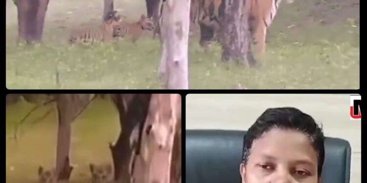पन्ना टाइगर रिजर्व में बढ़ी बाघों की संख्या, बाघिन पी-141 ने दिया 4 शावकों को जन्म, पर्यटकों ने वीडियो किया शेयर