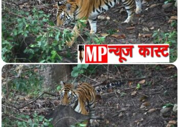 बाघिन शिकार कर शिकार को ले जाते पर्यटकों के ने बनाया वीडियो- बाघिन सिद्ध बाबा फीमेल को ताला जोन में पर्यटकों को शिकार करते दिखाई दी।