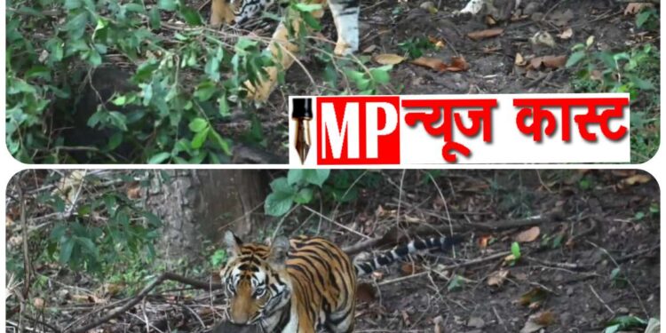 बाघिन शिकार कर शिकार को ले जाते पर्यटकों के ने बनाया वीडियो- बाघिन सिद्ध बाबा फीमेल को ताला जोन में पर्यटकों को शिकार करते दिखाई दी।