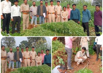 *मक्के,ज्वार, तुअर के खेती की आड़ में गांजे की खेती, पुलिस ने आरोपी को किया गिरफ्तार*