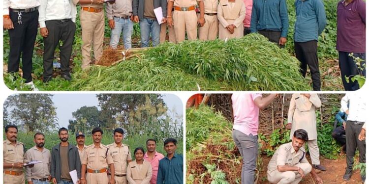 *मक्के,ज्वार, तुअर के खेती की आड़ में गांजे की खेती, पुलिस ने आरोपी को किया गिरफ्तार*