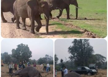 *बांधवगढ़ टाइगर रिजर्व के परिक्षेत्र पतौर एवं खितौली कोर के जंगल मे चार जंगली हाथियों की हुई मौत*  *5 की हालत खराब,जांच में जुटी पार्क प्रबंधन एवं वन्यजीव चिकित्सा विशेषज्ञ सहित एसटीएसएफ की टीम*