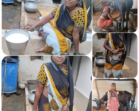 उन्नत नस्लों की भैंसों का दूध पशुपालक बहनों के परिवारों की आजीविका का बना सहारा  अच्छी खासी आय से आर्थिक समृद्धि के साथ जीवन में आई संपन्नता और खुशहाली  पशुधन मालिकों ने शासन, प्रशासन का जताया धन्यवाद और आभार