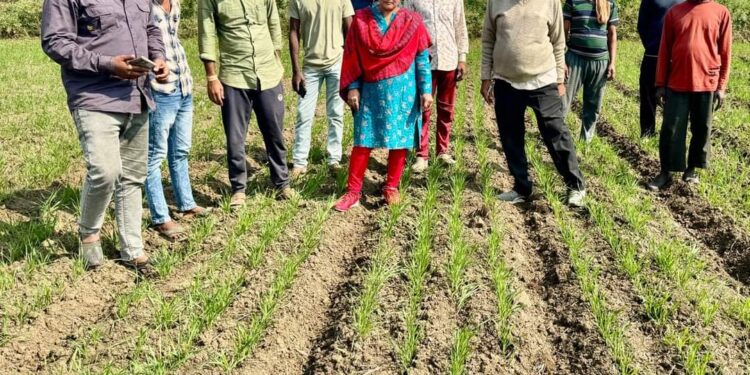 कृषि अधिकारियों ने किया रेज्ड बेड पद्धति से लगाए गए गेहूँ का निरीक्षण 30 किलो ग्राम प्रति एकड़ की मात्रा के साथ अपने खेत में बोया देखें
