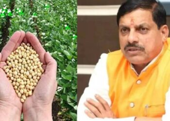 पीले सोने की आवक तेज दमक रही कालापीपल मंडी …।