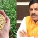 पीले सोने की आवक तेज दमक रही कालापीपल मंडी …।
