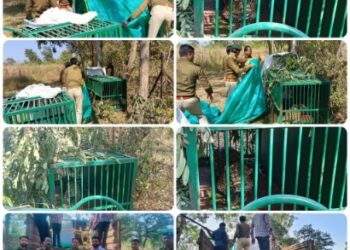 *पोआमा वन परिक्षेत्र छिंदवाड़ा में तेंदुए को वन विभाग की टीम द्वारा पिंजरे में पकड़ा गया*