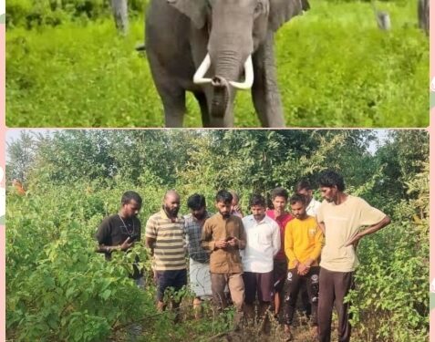 हाथियों ने 3 लोगों को कुचल दिया, जिसमें दो लोगों की मौत हो गई है तो एक व्यक्ति गंभीर रूप से घायल है.