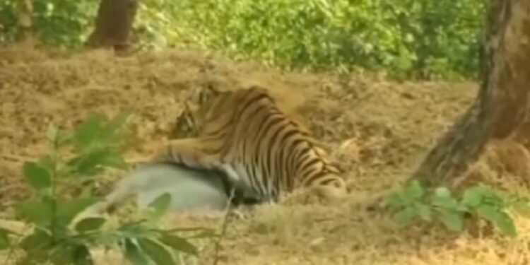 *कटनी ब्रेकिंग : बरही तहसील कुंआ जंगल सड़क किनारे बाघ किया मावेसी का शिकार*  रोमांचित कर देने वाली तस्वीर आई सामने…….