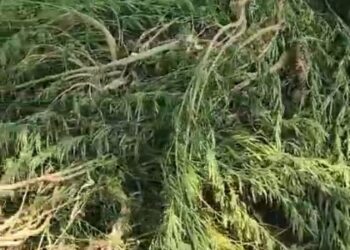 400 गांजे के पौधे किए बरामद, किसान द्वारा अवैध तरीके से की जा रही थी खेती, आरोपी फरार देखें VIDEO