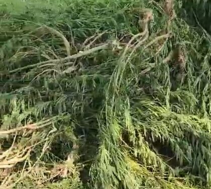 400 गांजे के पौधे किए बरामद, किसान द्वारा अवैध तरीके से की जा रही थी खेती, आरोपी फरार देखें VIDEO