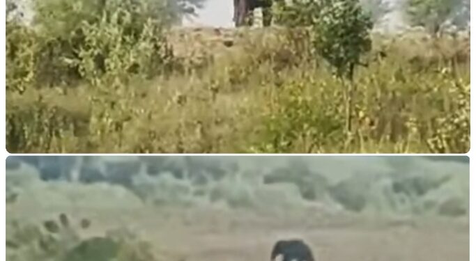 ब्रेकिंग न्यूज विलायतकला से जोगिया डैम के बीच में हाथी का बच्चा देखा गया है। जो कि आकर्षित होकर ग्रामीणों पर हमला करने का प्रयास कर रहा है देखे VIDEO