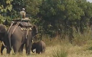 देखिऐ VIDEO 18 माह के हाथी के शावक का रेसक्यू