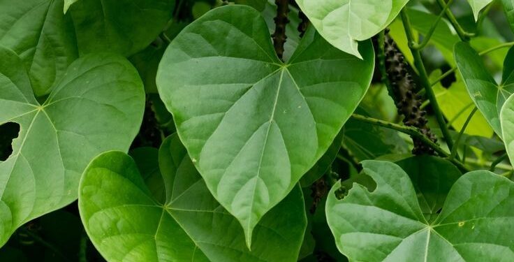 गिलोय का एक पत्ता आपको 80 सालों तक बीमार नहीं होने देगा… गिलोय एक ही ऐसी बेल है, जिसे आप सौ मर्ज की एक दवा…अंत तक जरुर पढ़े