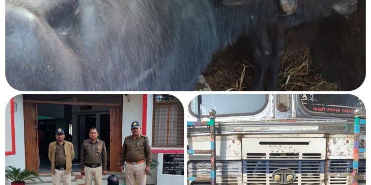 *विजयराघवगढ़ पुलिस ने 2 लाख 80 हजार रुपये कीमती मवेशी एवं 20 लाख कीमती वाहन ट्रक* *जब्त कर आरोपियों के* *विरूद्ध की कार्यवाही*