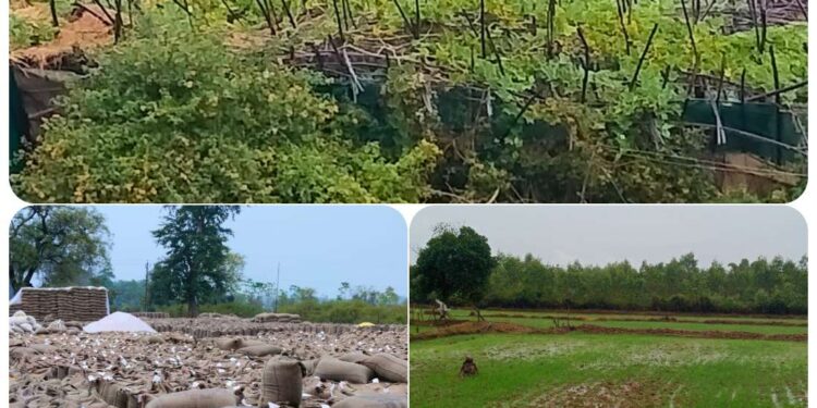 बारिश से गेंहू की फसल को फायदा,बरेजा गिरने से पान किसानों को नुकसान बारिश के दूसरे दिन खरीदी रही बंद, प्रभारियों ने उपज बचाने बनाई व्यवस्था, धूप में खोली पन्नी- त्रिपाल