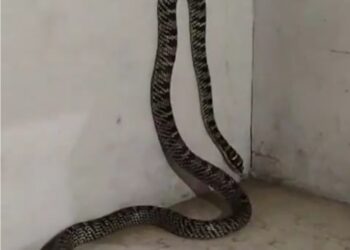 वायरल VIDEO ऑरनेट फ्लाइंग स्नेक, अपनी खूबसूरती और उड़ने की क्षमता के लिए जाना जाता