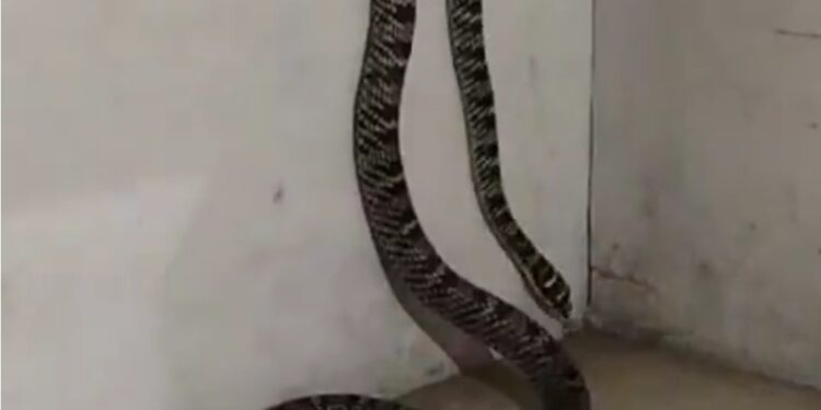 वायरल VIDEO ऑरनेट फ्लाइंग स्नेक, अपनी खूबसूरती और उड़ने की क्षमता के लिए जाना जाता