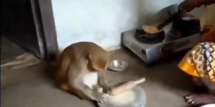 बंदरिया का एक वीडियो सोशल मीडिया पर वायरल हो रहा WATCH