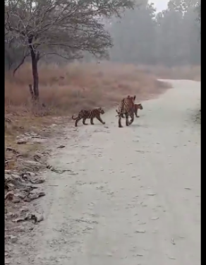 पन्ना चार शावकों के साथ दिखी बाघिन पी-141, पर्यटकों ने पन्ना टाइगर रिजर्व में रोमांचक नजारे को कैमरे में किया कैद, वायरल हो रहा VIDEO