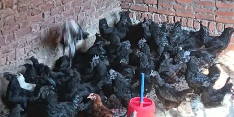 बाजार में 800 से 1 हजार रुपए में बिकता है कड़कनाथ