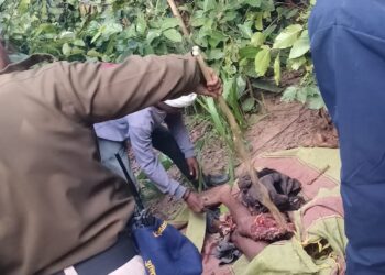 बाघ ने दिया परिवार को मातम