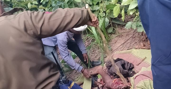 बाघ ने दिया परिवार को मातम